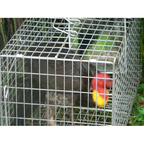 Brush turkey trap, sydney scrub turkey, NSW scrub turkey